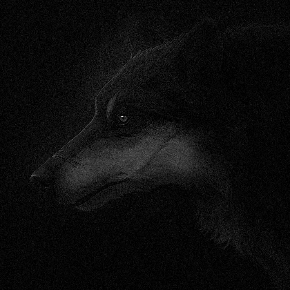 Black and White Wolf